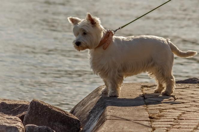 White Terrier