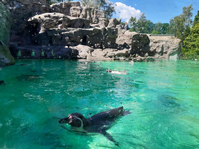 Można zwiedzać krakowski ogród zoologiczny