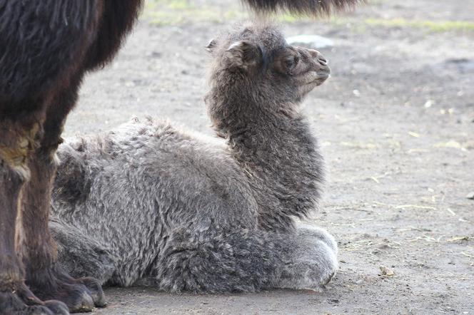  Narodziny w warszawskim zoo! Ma kilka dni a siwy jak starzec... 