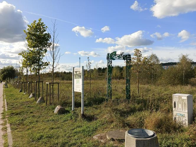 Gaj Matek i Ojców w Gdańsku zaniedbany. Miał być symboliczny park, są uschnięte drzewa i wysoka trawa