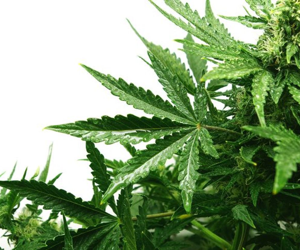 marihuana