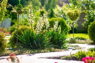 Długowieczne byliny kwitnące – gwarancja ładnej dekoracji w ogrodzie