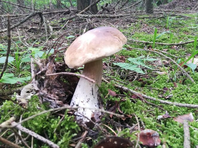 Taaaakie grzybobranie w Świetokrzyskiem. Królują borowiki szlachetne i ceglastopore