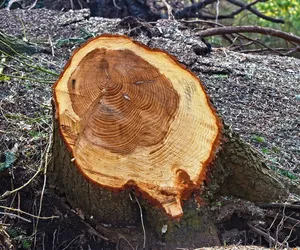 W Krakowie badane są drzewa - okazuje się, że żadne z nich nie jest bezpieczne