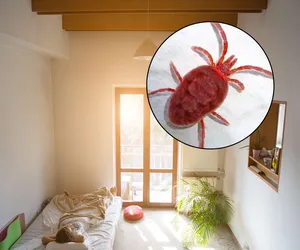 Małe, czerwone pająki są już w całej Polsce. Przedostają się przez szczeliny, wchodzą do domów