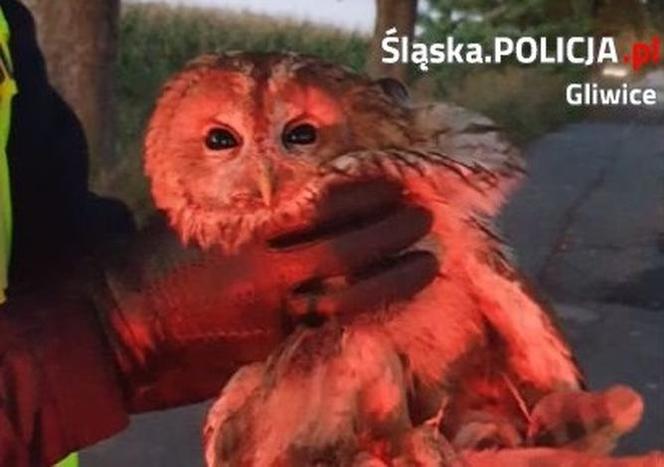 Gliwicka policja zatrzymała... sowę
