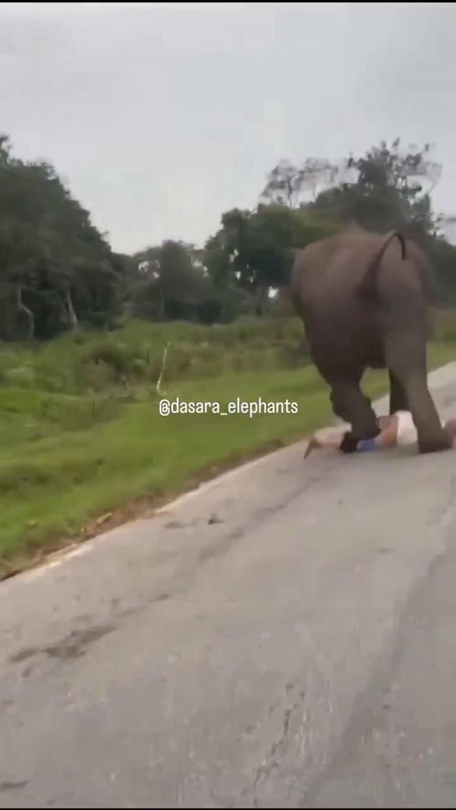 Turysta chciał selfie ze słoniem. Gorzko tego pożałował