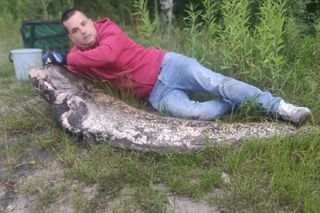 Wyłowił suma wielkości człowieka! Niecodzienny połów pana Rafała