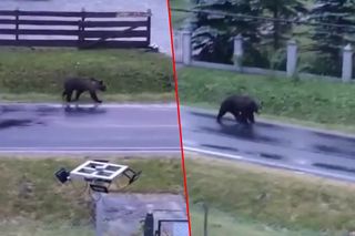 Niedźwiadek hasał po wsi. Dwadzieścia sekund później ludzi ogarnęło przerażenie! [WIDEO]