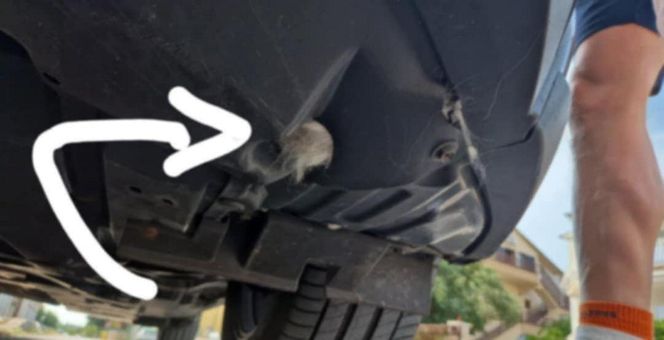  Olkusz. Zaginiona kotka Blue odnaleziona w Chorwacji. Przejechała w zderzaku ponad 1 000 kilometrów 