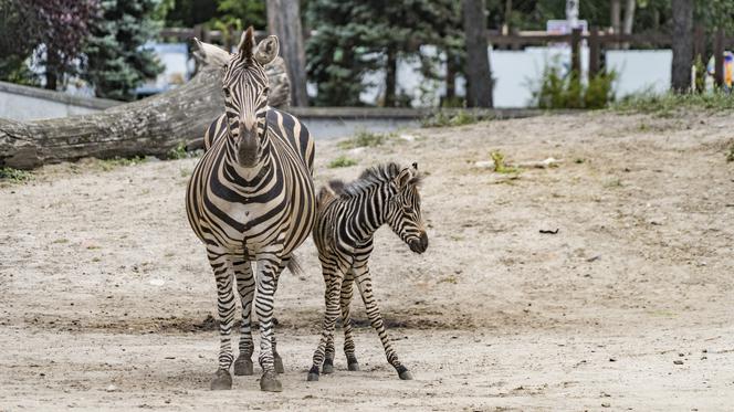 Zebra Chapmana