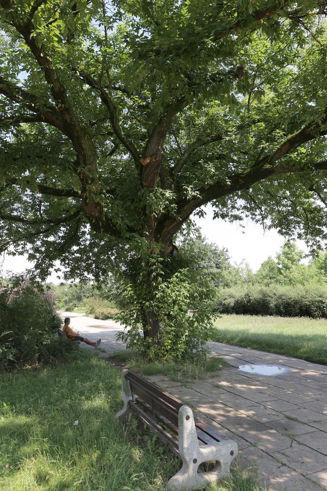 Niebezpieczne drzewa w Parku Bródnowskim. Wysokie konary grożą zawaleniem