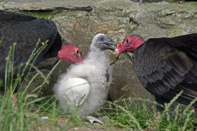 W Gdańskim ZOO przyszedł na świat urubu różogłowy. Wiemy o nim coś, co rozłoży was na łopatki! 