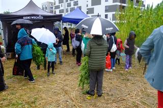 Zbiory konopi między blokami! Szokujące obrazki z Lublina