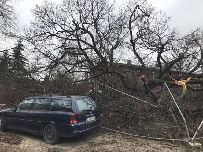 Wiąz z ulicy Wiązowej przeszedł do historii