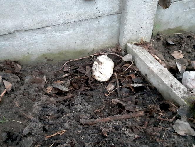 Otwock: policja zatrzymała dilera, który zakopał w ziemi ponad 2 kg narkotyków