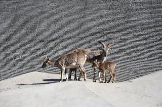 Lubelskie: Są naprawdę słodkie! Zobaczcie małych mieszkańców zamojskiego zoo [GALERIA]