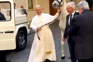 Papież Leon XIV otrzymał w środę białego konia czystej krwi arabskiej ze stadniny w Kołobrzegu-Budzistowie