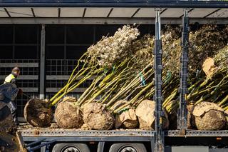 Nowe sadzonki przyjechały na aleję Wojska Polskiego