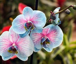 Storczyki najpiekniejszymi kwiatami doniczkowymi