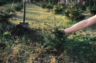 Świerk biały, czyli świerk kanadyjski - jakie odmiany nadają się do ogrodu? Jak uprawiać świerk biały?