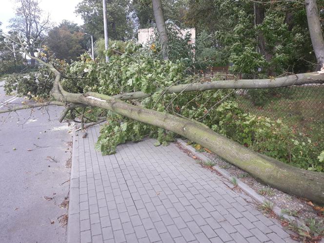 Powiśle. Halny łamał gigantyczne drzewa jak zapałki i przewracał je na samochody!