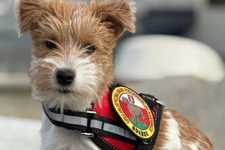 Nowy członek w Grupie Poszukiwawczo-Ratowniczej OSP Gdańsk! Do zespołu dołączyła Lea 