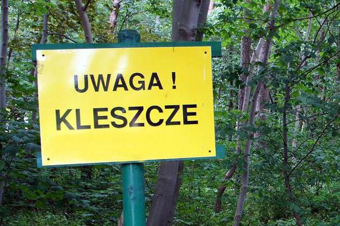 Kleszcze - gdzie dochodzi najczęściej do zarażenia groźną boreliozą na Pomorzu