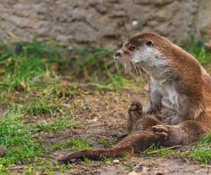 Dni Odry we wrocławskim zoo