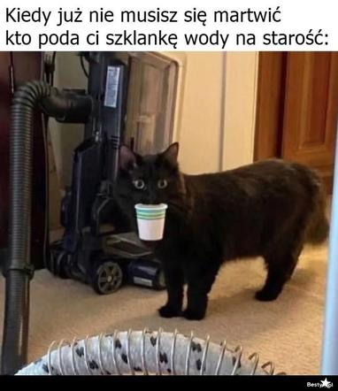 Koty opanowały internet! Memy z mruczkami bawią do łez [TOP 45]