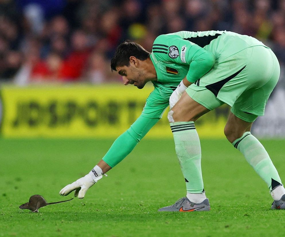 Courtois okiełznał szczura