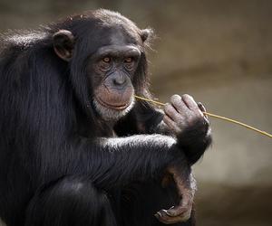 Będą nowi mieszkańcy w krakowskim ZOO. Rusza budowa pawilonu