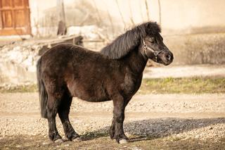 Konie po przejściach [GALERIA]