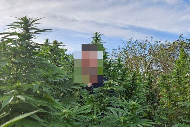 Nielegalna uprawa konopi indyjskich rosła na wysepkach stawu na terenie gminy Korczew
