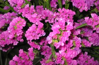 Zatrwian wrębny - Limonium sinuatum