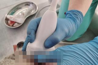 Skazali psa na ekstremalne cierpienie. Potężny guz i cieknąca ropa. Żeby „dzieci nie płakały za pieskiem”