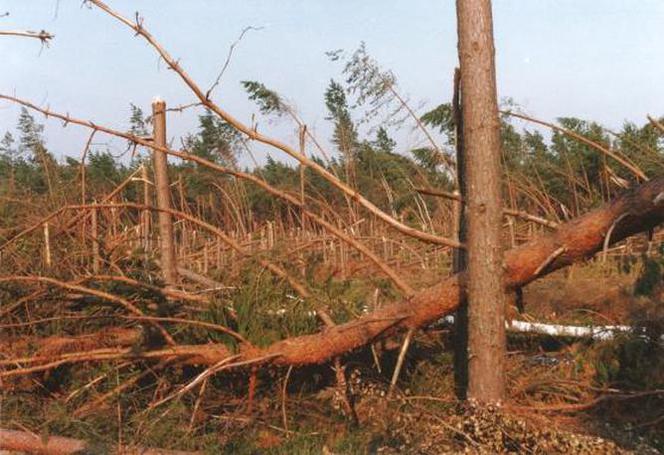 Niszczycielski huragan spustoszył Puszczę Piską. Wiatr osiągał 170 km/h [ZDJĘCIA]