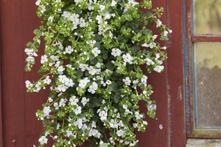 Białe kwiaty na balkon - zdjęcia.