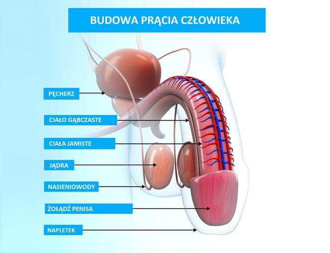 Tętnica grzbietowa prącia - Dorsal artery of the penis - pupzwolen.pl