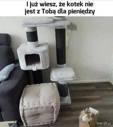 Dzień Kota 2020