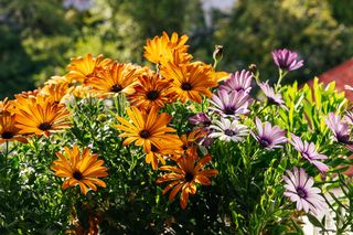 Stokrotka afrykańska, czyli Osteospermum, zachwyca pięknym i długim kwitnieniem! Jak dbać o stokrotkę afrykańską?