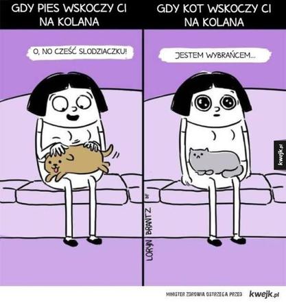 Chcesz poprawić sobie humor? Te memy ze zwierzętami rozbawią cię do łez!