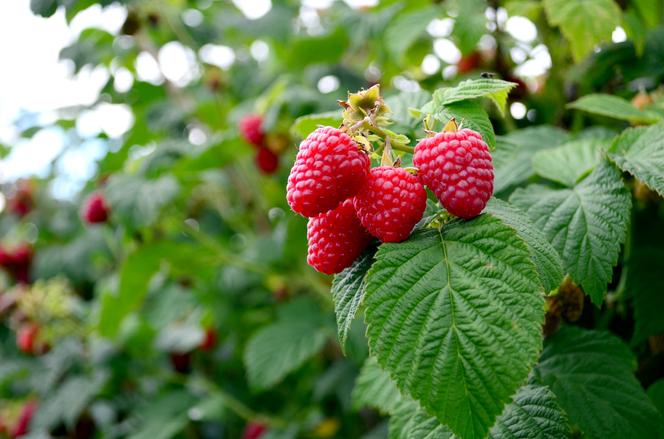 Skup malin nic nie zmieni. Plantator komentuje działania rządu