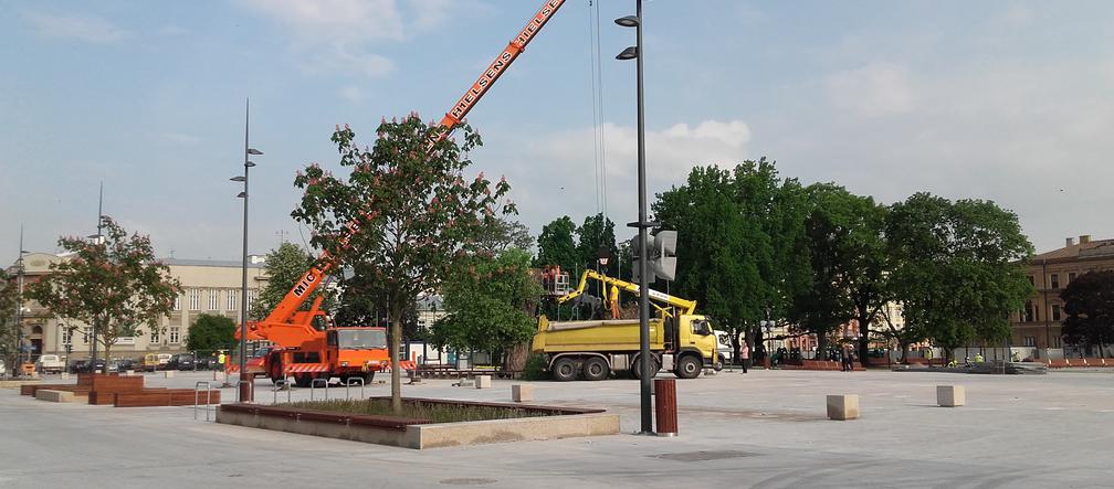 Baobab został wycięty