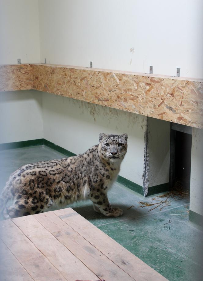 Myślęcińskie zoo powiększyło swoją kolekcję dzikich kotów