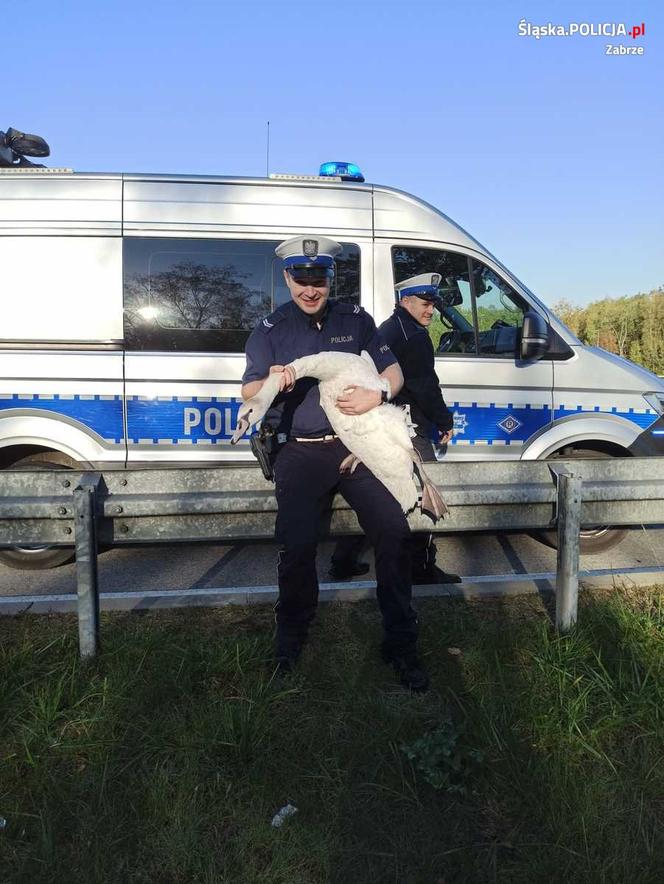 Policjanci uratowali łabędzia. Ptak błąkał się po zabrzańskim odcinku DTŚ