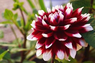 Dalia dekoracyjna 'Duet'