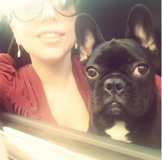 Lady Gaga przesadza w miłości do psa.