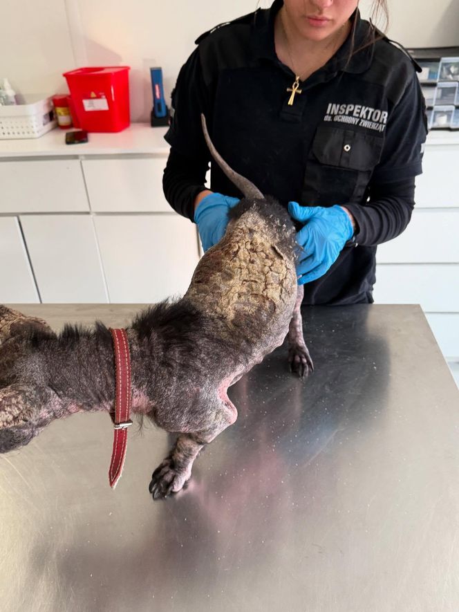 Studentka prawa nie pomogła psu