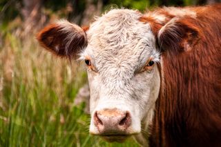 Dramat na wsi pod Poznaniem. Byki śmiertelnie poturbowały mężczyznę! 